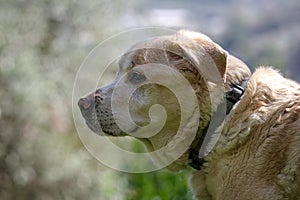 Yellow Labrador male 13 years old