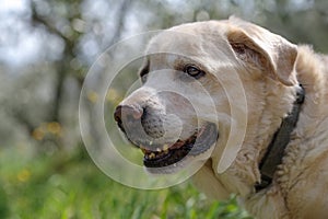 Yellow Labrador male 13 years old
