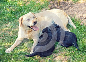 Yellow Labrador mother dog with two black puppies