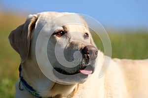 Yellow Labrador Portait