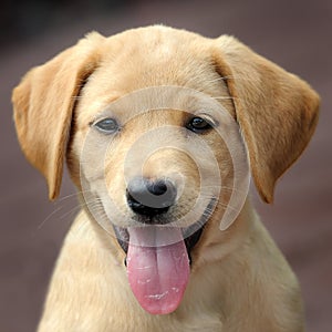 Yellow labrador puppy