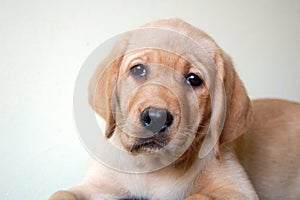 Yellow labrador puppy