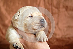 Yellow labrador puppy in human hands