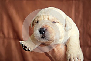 Yellow labrador puppy in human hands