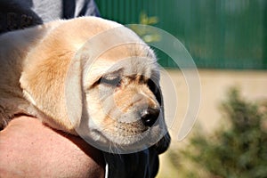 Yellow labrador puppy in human hands