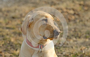 Yellow Labrador Retriever