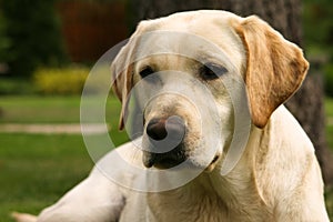 Yellow labrador retriever