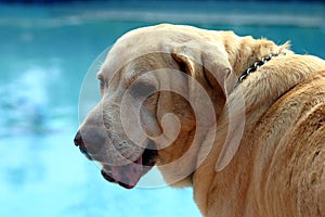 Yellow Labrador Retriever