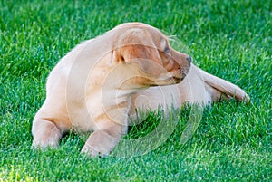 Yellow Labrador Retriever breed puppy lying on the grass in the garden