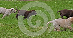 Yellow Labrador Retriever and Brown Labrador Retriever, Group of Puppies Playing on the Lawn, Normandy in France, Slow Motion