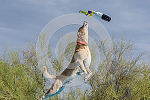 Yellow Labrador Retriever catching a toy