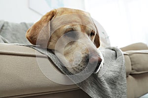 Yellow labrador retriever on cozy sofa