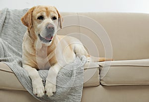 Yellow labrador retriever on cozy sofa