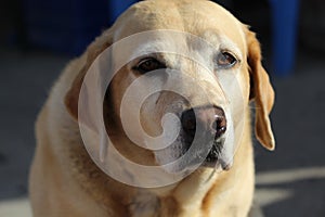 Yellow Labrador retriever dog