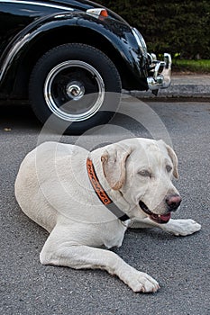 Yellow Labrador Retriever dog