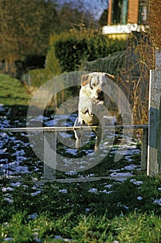 Yellow Labrador Retriever Dog, Adult jumping above Fence