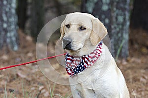 Yellow Labrador Retriever Dog with American Flag Bandana