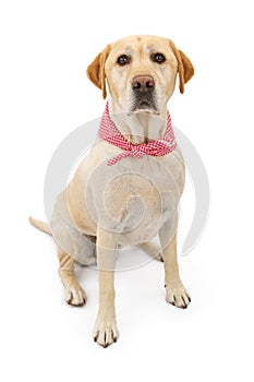 Yellow Labrador Retriever Dog with Bandana