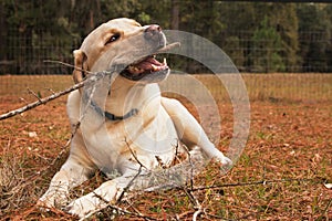 Yellow labrador retriever dog chewing stick