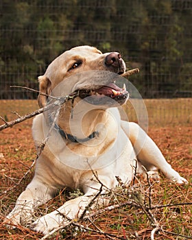 Yellow labrador retriever dog chewing stick