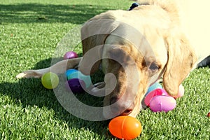 Yellow Labrador Retriever Dog with Easter Eggs