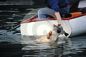 Yellow Labrador Retriever, Dog Fishing