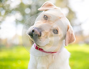 A yellow Labrador Retriever dog listening with a head tilt