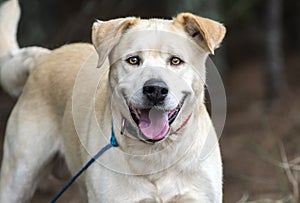 Yellow Labrador Retriever Dog outdoors on leash
