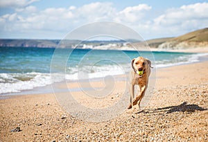 Yellow Labrador retriever dog playing fetch on a sandy beach