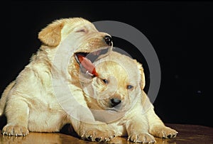 Yellow Labrador Retriever Dog, Pup Yawning