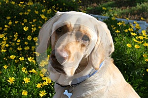 Yellow Labrador Retriever Dog with Yellow Flowers