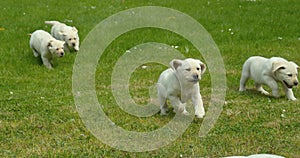 Yellow labrador retriever, group of puppies running on the lawn, normandy in france, slow motion