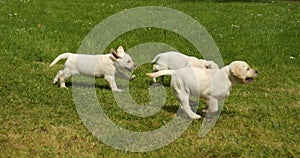 Yellow labrador retriever, group of puppies running on the lawn, Normandy in France, Slow Motion