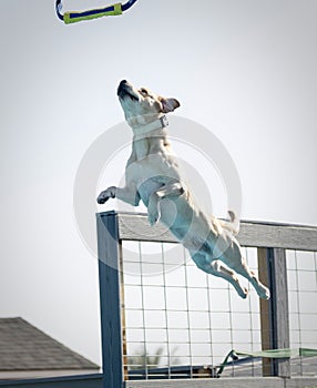 Yellow Labrador Retriever jumping off a dock to catch a toy