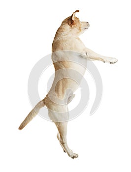 Yellow labrador retriever jumping on white