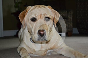 Yellow Labrador Retriever Laying and Staring Into Camera