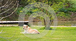 A yellow labrador retriever is lying