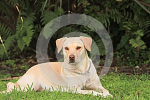 Yellow labrador retriever lying in green grass