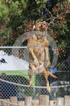 Yellow Labrador Retriever in mid air jumping off a dock