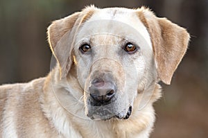 Yellow Labrador Retriever mix dog portrait