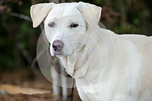 Yellow Labrador Retriever mixed breed dog