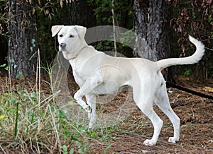 Yellow Labrador Retriever mixed breed dog