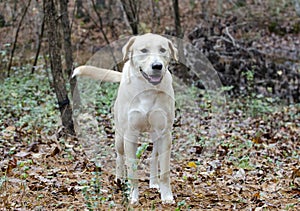 Yellow Labrador Retriever mixed breed dog wagging tail