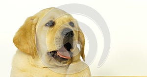Yellow labrador retriever, portrait of puppy yawning on white background, Normandy, Slow Motion
