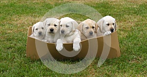 Yellow Labrador Retriever, Puppies Playing in a Basket, Normandy in France