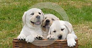 Yellow Labrador Retriever, Puppies Playing in a Basket, Normandy in France