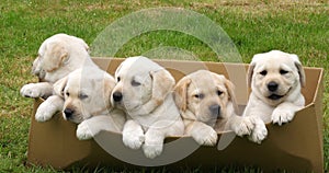 Yellow Labrador Retriever, Puppies Playing in a Cardboard Box, Normandy in France, Slow Motion