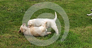 Yellow Labrador Retriever, Puppies Playing on the Lawn, Normandy in France, Slow Motion