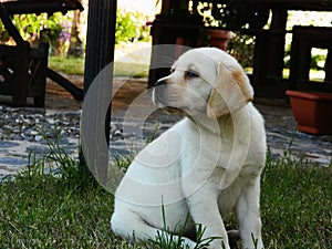 Yellow Labrador Retriever puppy