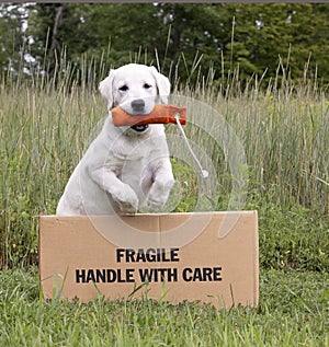 Yellow Labrador Retriever puppy, Handle With Care